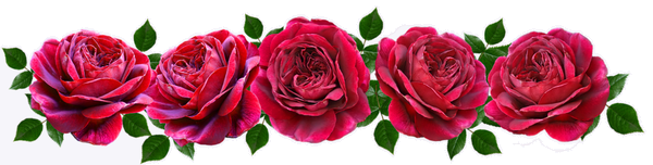 Rosen Banner Valentinstag