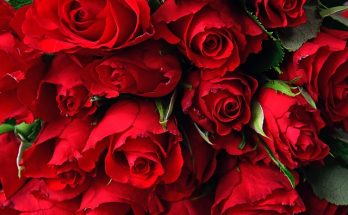Valentinstag Rote Rose