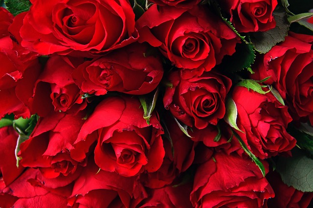 Valentinstag Rote Rose
