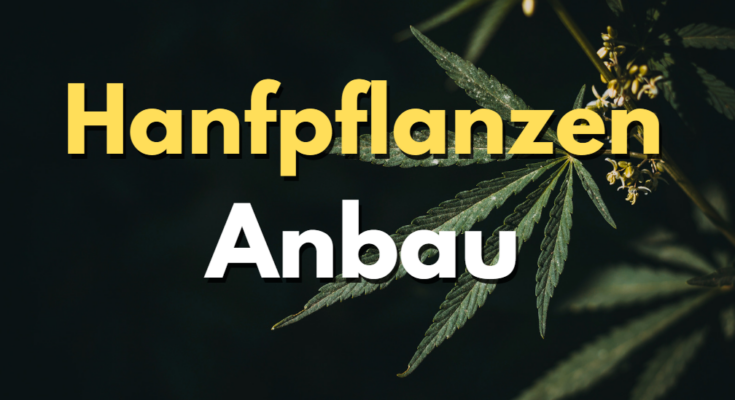 Hanfpflanzen Anbau