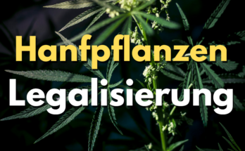 Hanfpflanzen Legalisierung