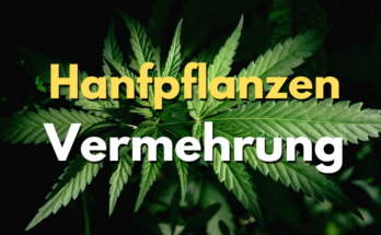 Hanfpflanzen Vermehrung